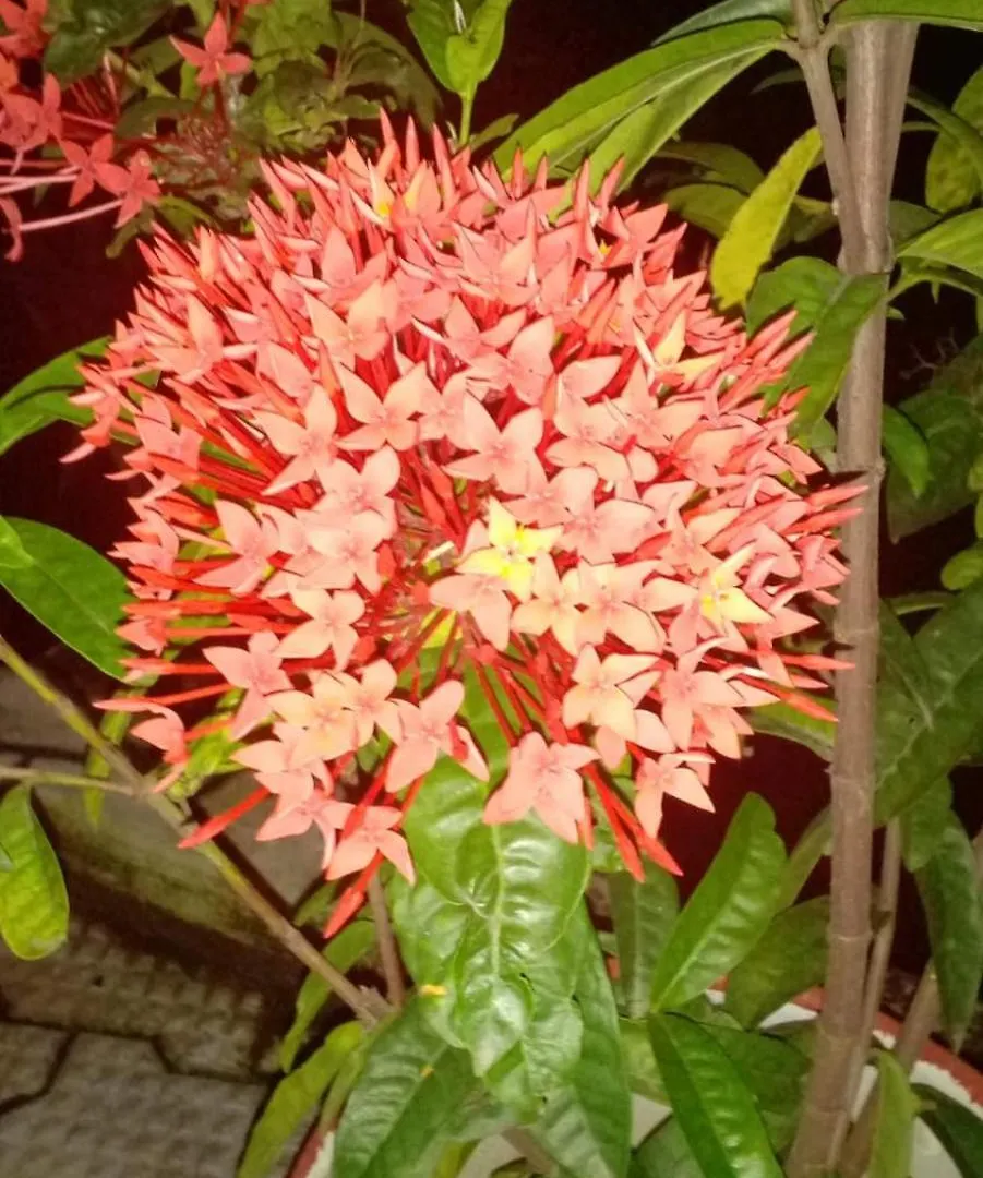 Apartment Indeevaram Residency Thiruvananthapuram